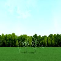 Blooming Cherry Tree 3d Models