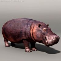 Hippopotamus 3D Model