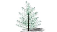 Evergreen edges spruce tree 15'