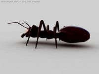Ant 3D Model
