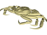 Chinese Mitten Crab