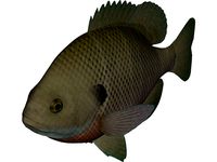 Bluegill