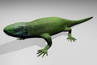 Green Lizard 3D Model