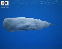 Sperm Whale Physeter Macrocephalus 3D Model