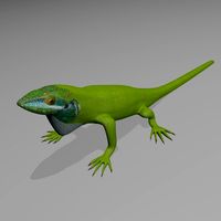 Anole Lizard 3D Model