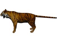 Bengal Tiger