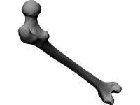 Femur Bone 3D CAD Model