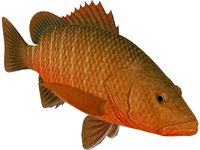 Mangrove Red Snapper