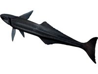 Remora