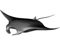 Manta Ray