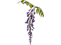 Wisteria Flower Japanese