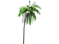 Palm Tree Cocoa