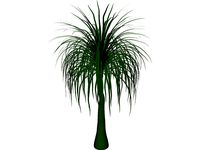 Palmera