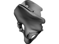 Pelvis and Sacrum 3D CAD Model