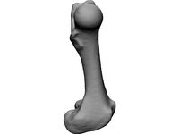 Porcine Femur