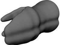 Molar Teeth 3D CAD Model