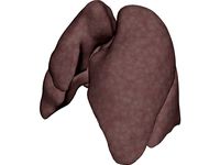 Lungs Human