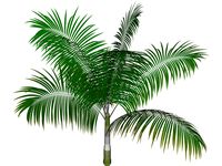 Dictyosperma Album