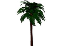 Coconut Tree