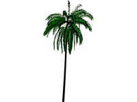 Cocos Nucifera