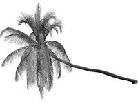 Cocos Nucifera