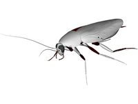 Cockroach