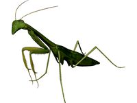 Mantis Praying