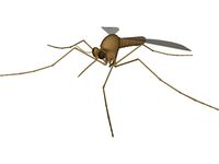 Mosquito