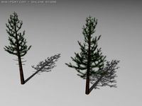 Pine trees 3D Model