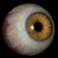 Believe eye 3D Model