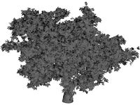 Quercus