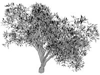 Olive Tree