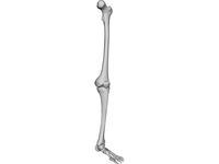 Leg Bone 3D CAD Model