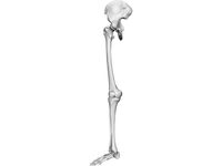 Skeletal Leg