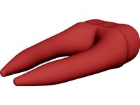 Molar Teeth 3D CAD Model