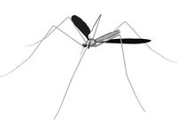 Mosquito