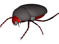 Bug (Meikever In Dutch)