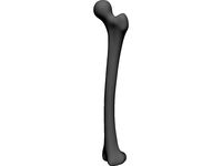 Femur Bone 3D CAD Model