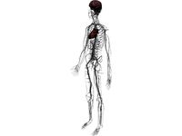 Circulatory System with Heart, Thymus and Brain