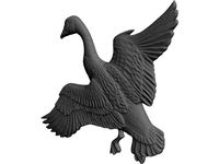 Canadian Goose