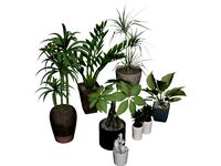 House Plant Collection