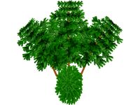 Juniper Bush