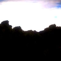 -Field of Trees-