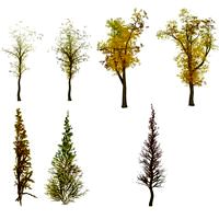 Tree Textures