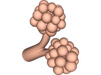 Alveoli