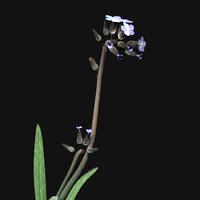 myosotis, Vergissmeinnicht