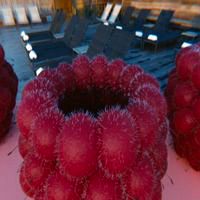 Raspberries