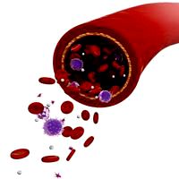 Veins and hematocytes for cycles.