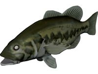 Bass
