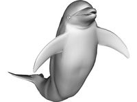 Dolphin